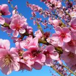 【初節句】雛人形いつ買う?1月2月生まれの女の子は翌年でも○?