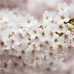 お花見の場所取りは代行会社で?相場料金は意外と安い?お値段は?